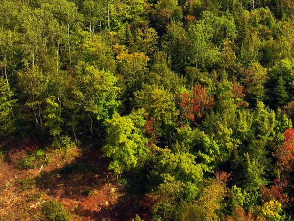 Aerial view of a clearing in a forest