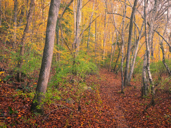 A forest in North Carolina