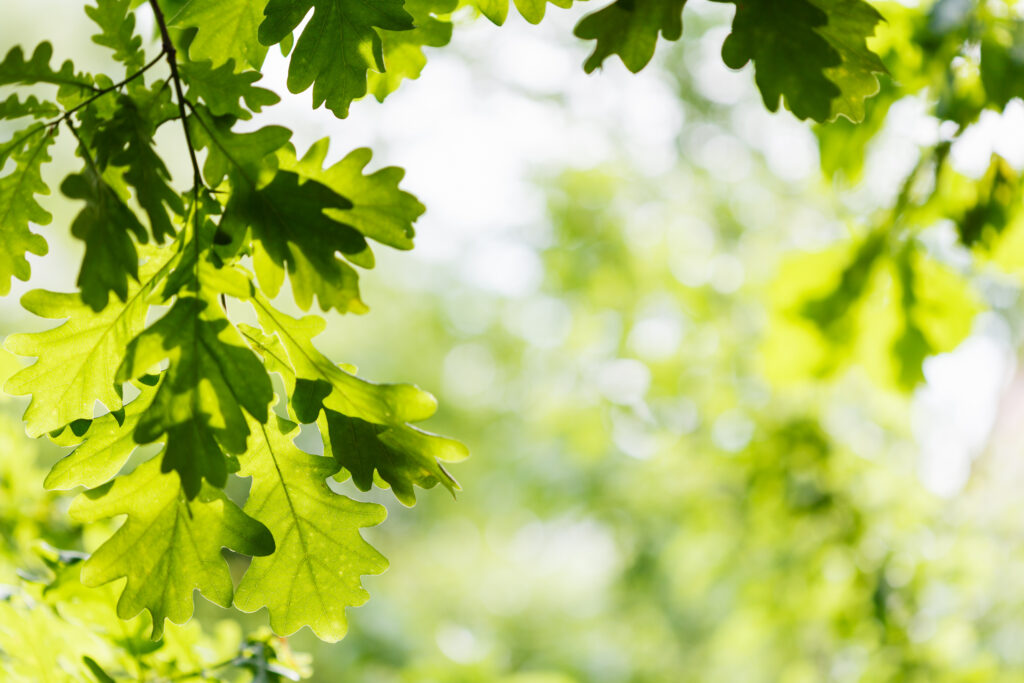 Oak leaves in sunlight as seen from the woods