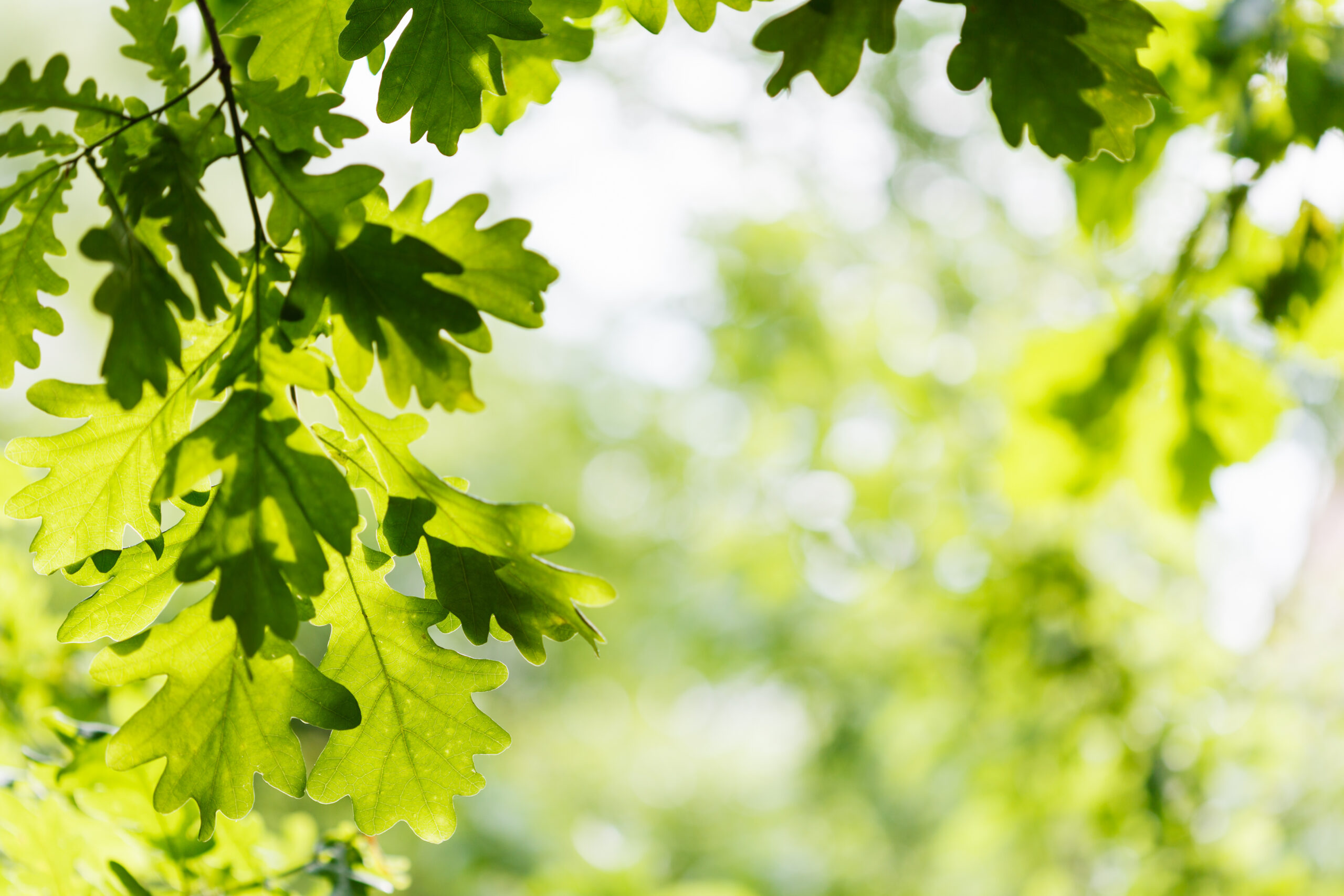 Oak leaves in sunlight as seen from the woods