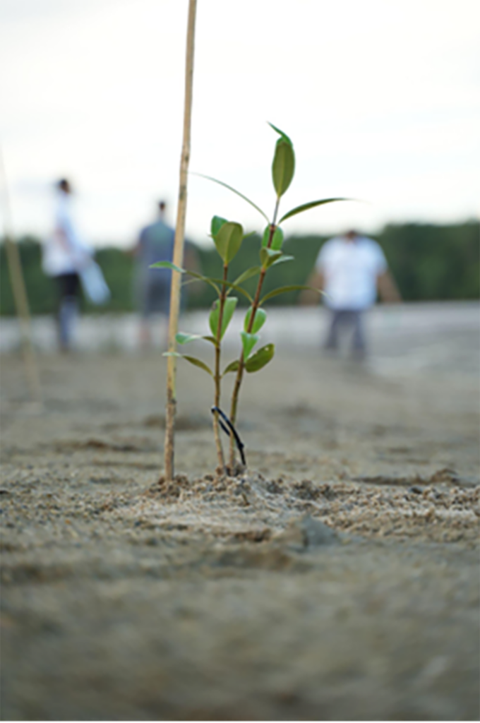 a young, newly planted sapling