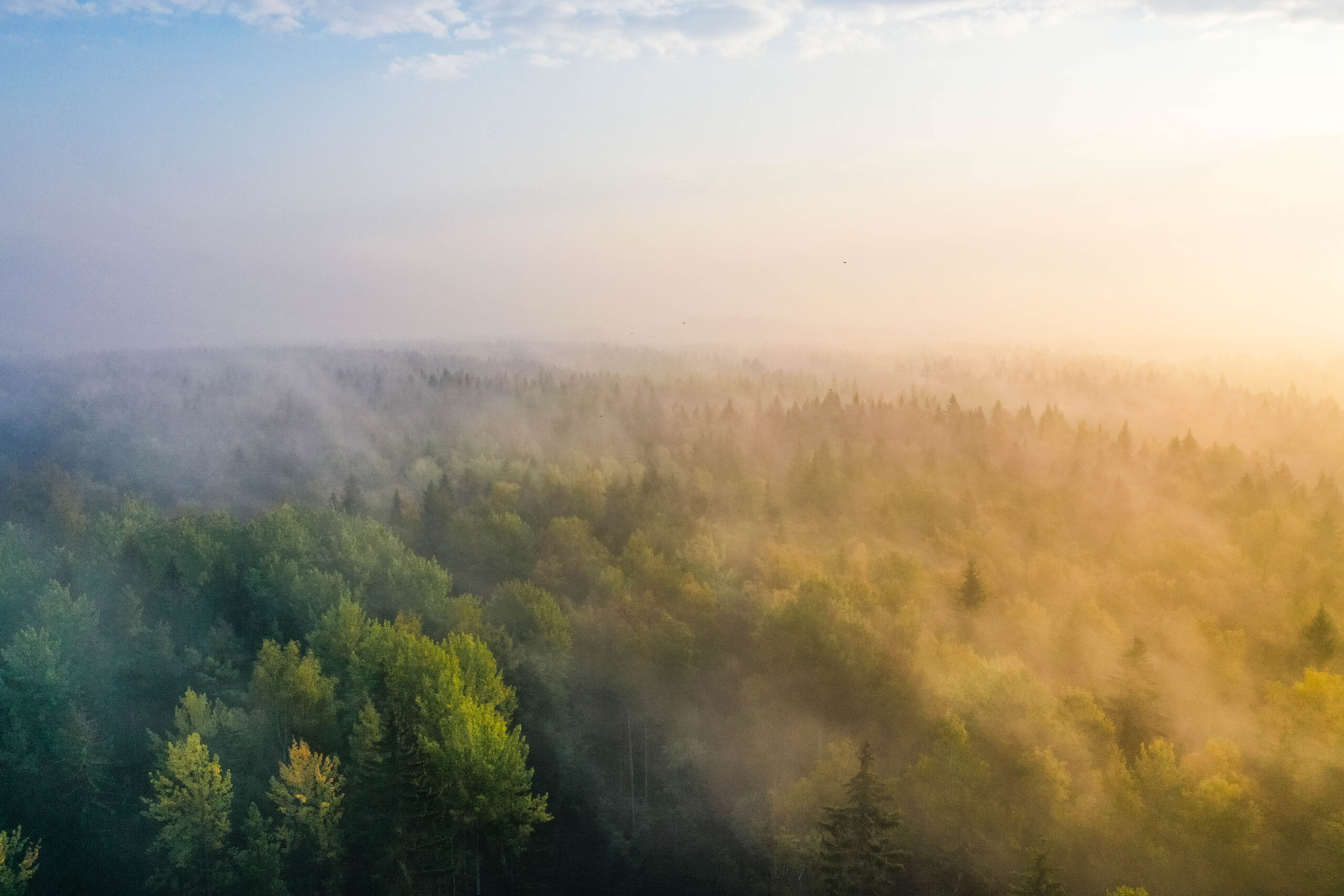 Sunrise above a forest on a foggy morning in Espoo, Finland