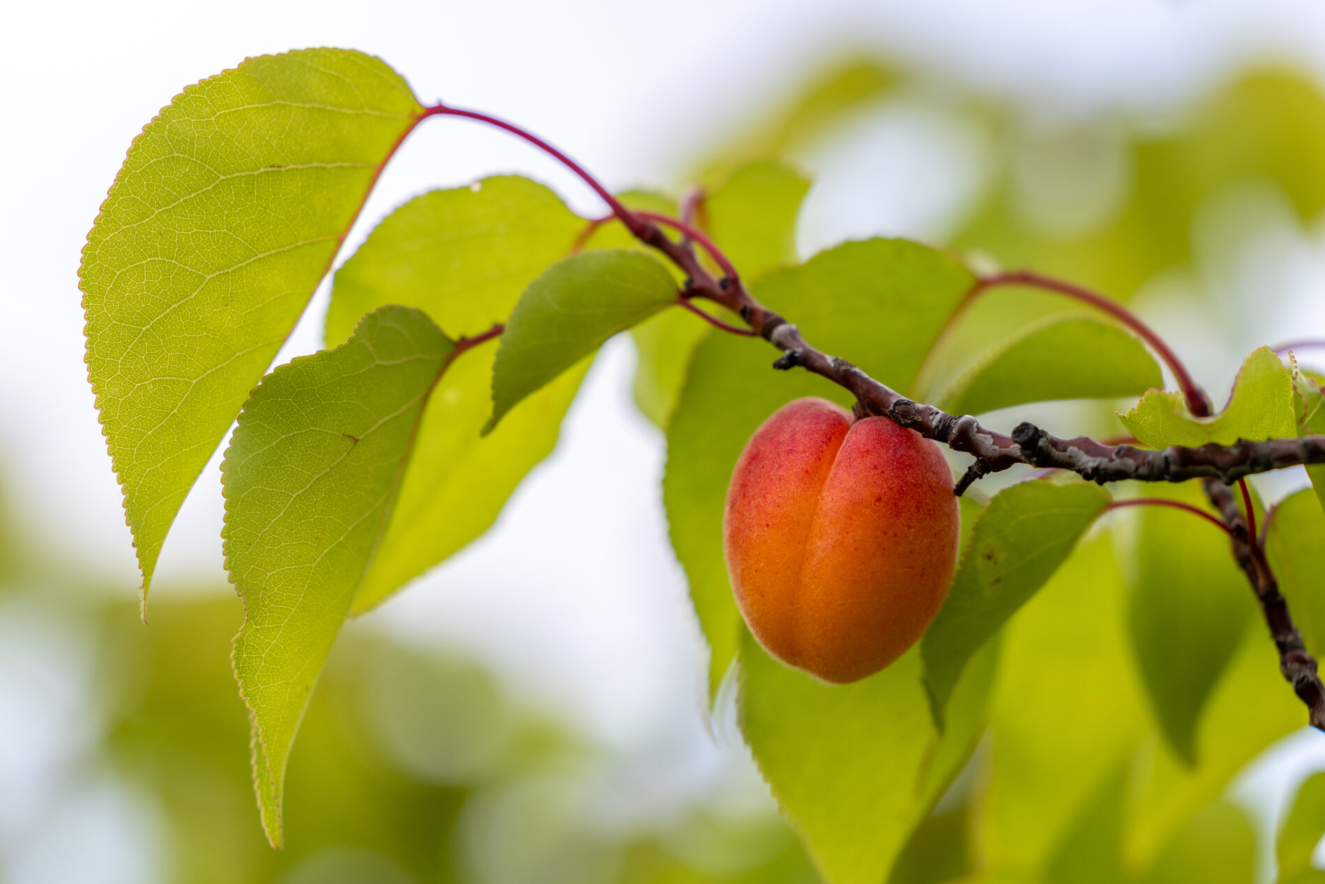 A ripe apricot hanging on the branch of a tree