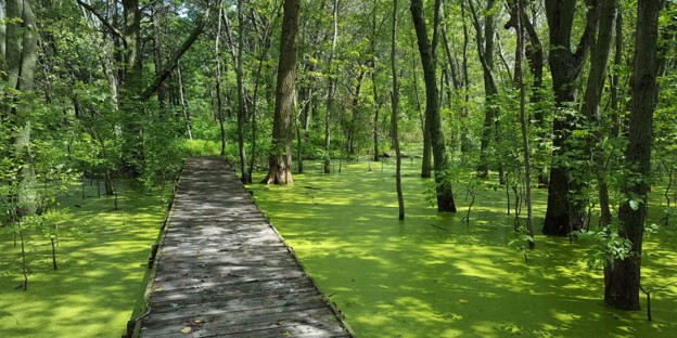 A wooden boardwalk leads through a forested nature preserve