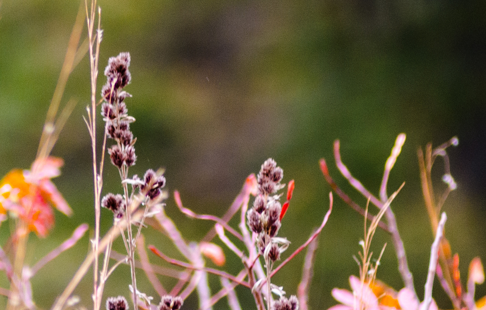 Dried prairie grasses in northwestern Indiana