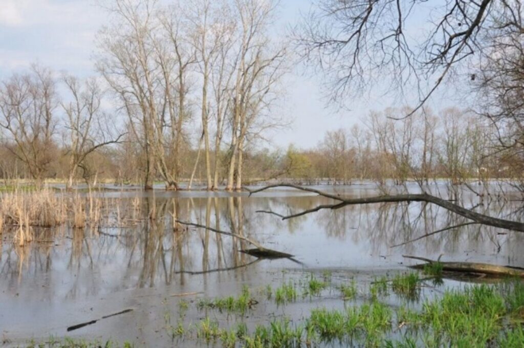 Ridgeway Wetlands. Image courtesy of La Porte County Conservation Trust